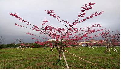 紅梅報春|低需冷性櫻花品種‘桃園1號